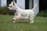WESTIE 459